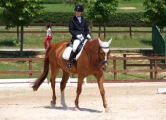 Csi 3* Neumster: Chiaudani davanti a tutti