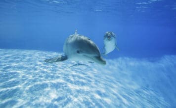 Delfini