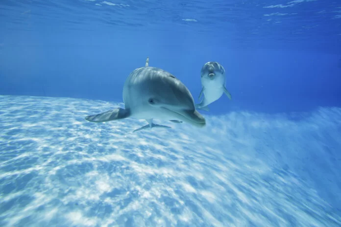 Delfini